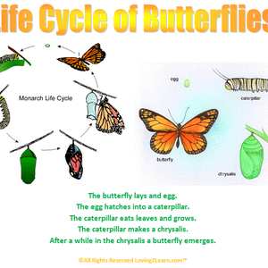 Life Cycles — Loving2Learn