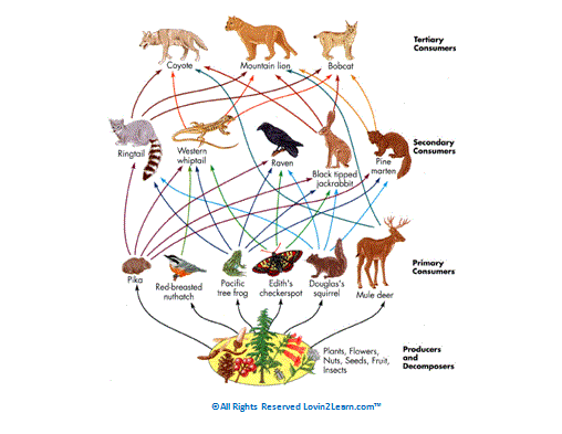 Examples of Food Webs — Loving2Learn
