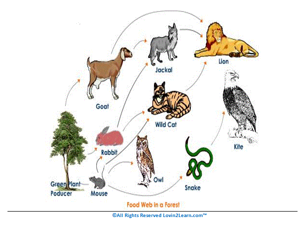 Examples of Food Webs — Loving2Learn