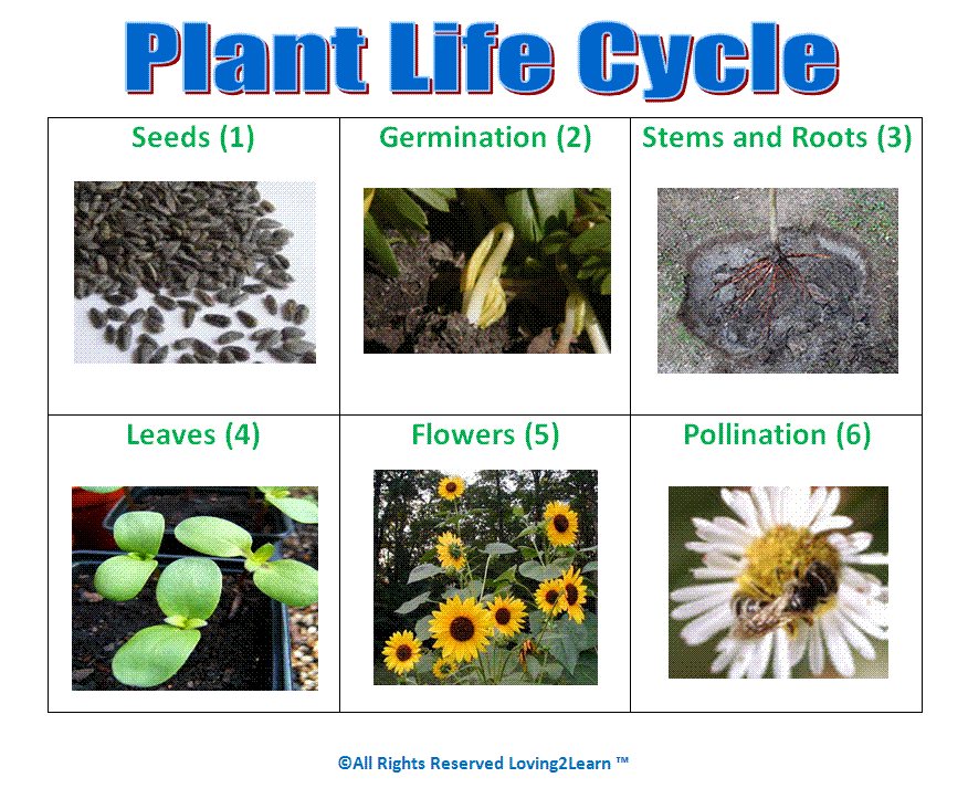 Plant Life Cycle  Loving2Learn